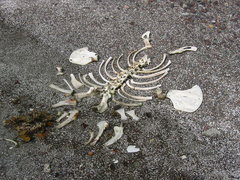 Beach Skeleton