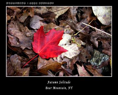u48/kelster/medium/35568620.BearMtnAutumn1.jpg