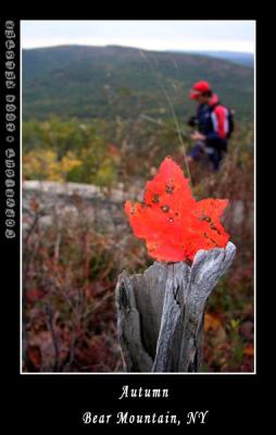 u48/kelster/medium/35568621.BearMtnAutumn2.jpg