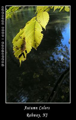 u48/kelster/medium/35568630.RahwayParkLeaf4.jpg
