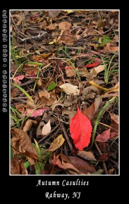 u48/kelster/medium/35568631.RahwayParkLeaf5.jpg
