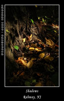 u48/kelster/medium/35568632.RahwayParkLeaf6.jpg