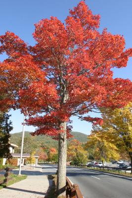 Fall Colors, Lake George, NY