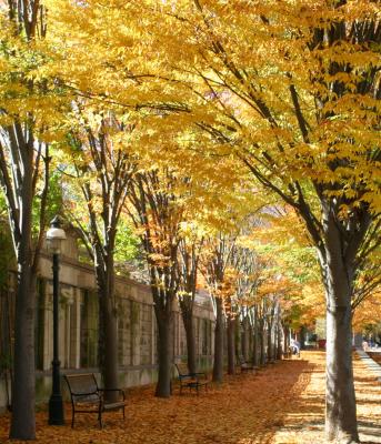 Fall Colors Princeton, NJ