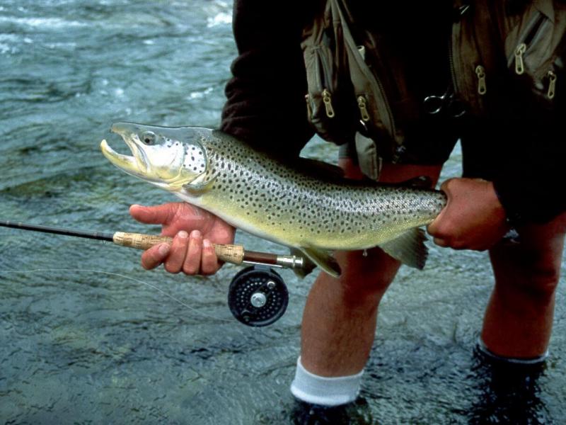 Hurunui Brown 1