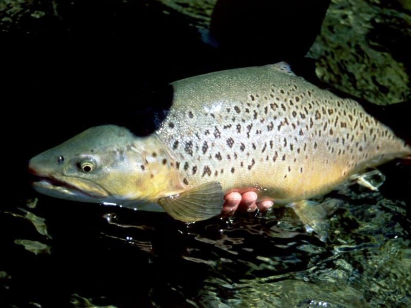 bt.99.32.jpg
