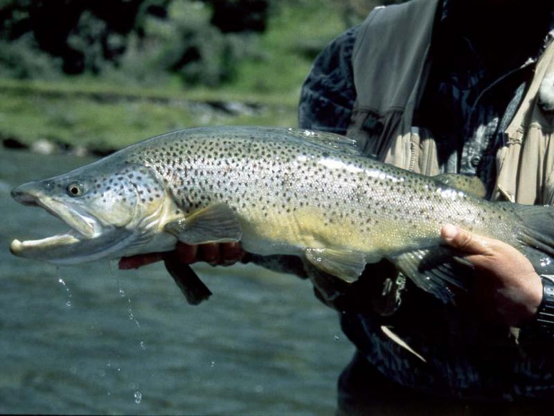 bt.99.55.jpg