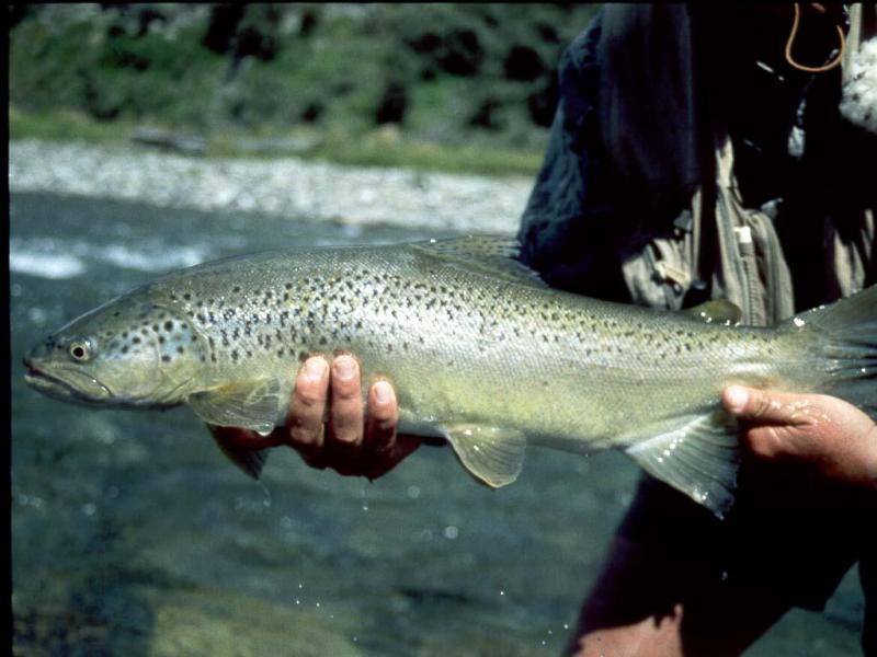 bt.99.58.jpg