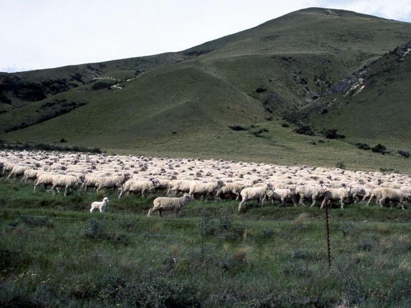 A Common Sight in NZ