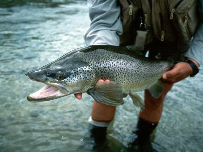 Clarence River Brown