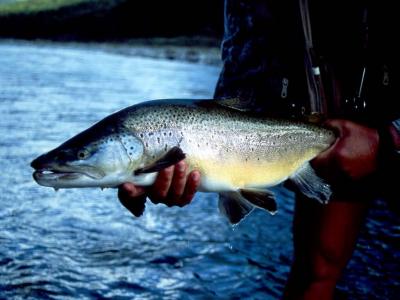 December 8, 1999 --- Faith River, South Island, New Zealand