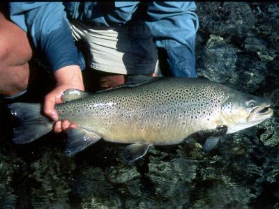 bt96_06.jpg