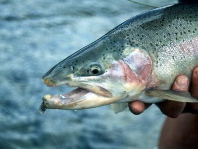 November 29, 1999 --- Esk River, South Island, New Zealand