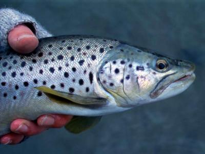 Brown Trout, Cowichan River