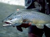 South Island Brown