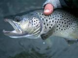 Brown Trout, Cowichan River