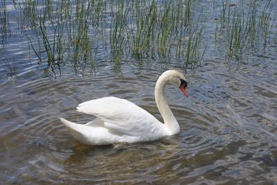 Swans