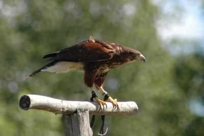 Hawk