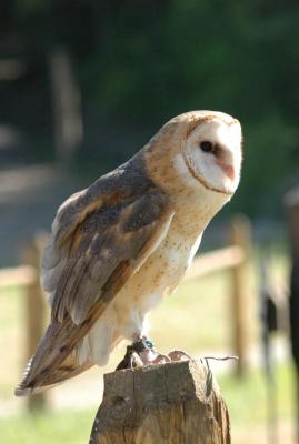 Barn Owl