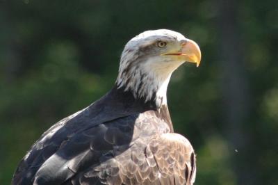 Bald Eagle