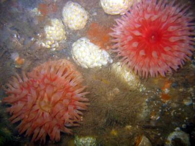 Northern Red Anenomes  & Waved Whelk Egg mass