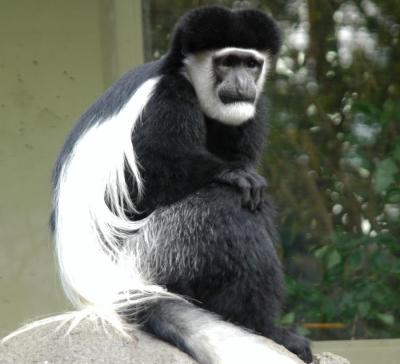 Abyssinian Black and White Colobus