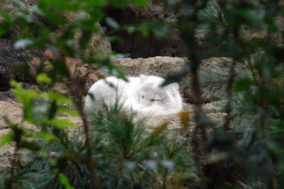 Artic fox