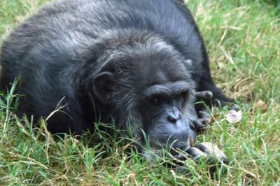 Chimp 1