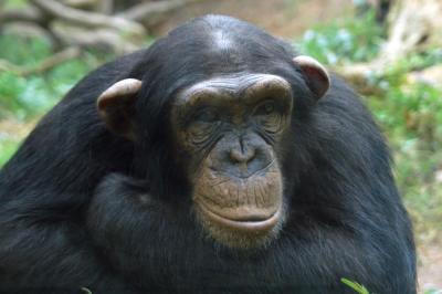 Chimp 2