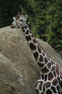 Giraffe 1