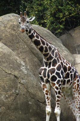 Giraffe 2