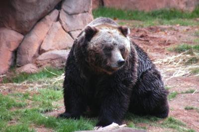 Grizzly Bear 1