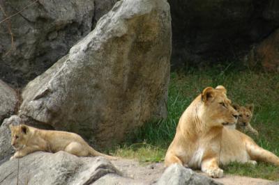 Lioness and Cubs