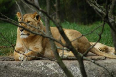 Lioness