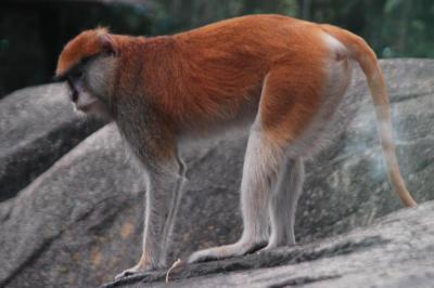 Patas Monkey 2