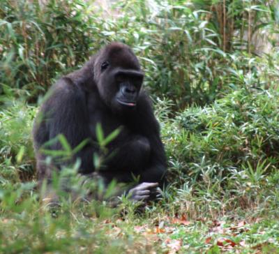 N.C. Zoo 2004