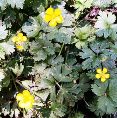 Buttercups.jpg