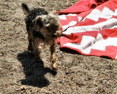 Happy Little dog.jpg