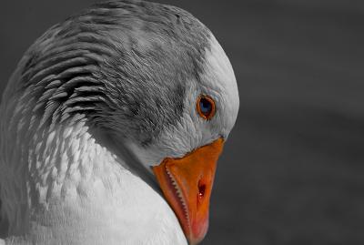 The Christmas Goose by Jono Slack