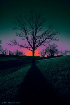 Tree Shadow by Warren Sarle