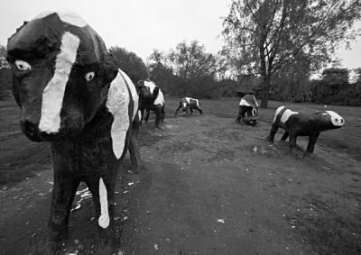 Scary Cows by Dave Millier