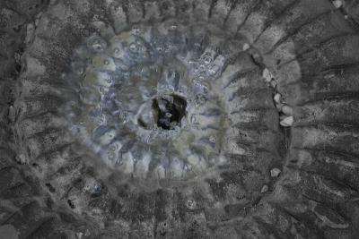 u48/kodak_challenge/medium/37140172.AmmoniteFountain.jpg