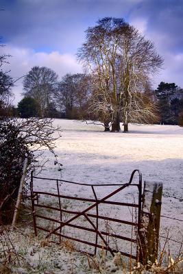 5th Place - Tree and Gate in Snow by Quentin Bargate