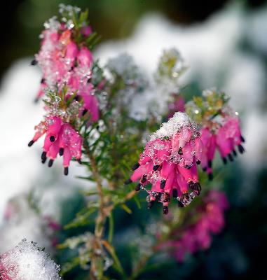 Heather Flowers in the snow by Quentin Bargate