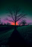 Tree Shadow by Warren Sarle