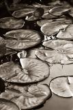 Lily Pads by Diane Fields