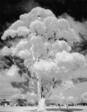 The Ubiquitous Aussie Gum by Paul Rohal