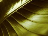 Green by Andrea Buso