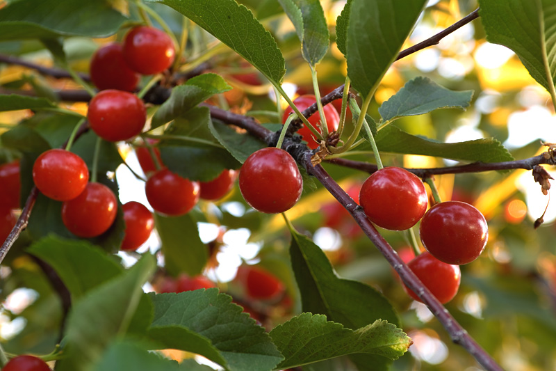 Pie Cherries by Albert Yanowich Jr.