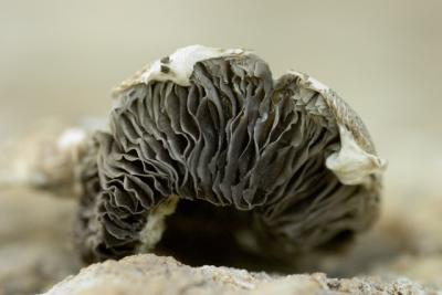 CRW_1661.jpg